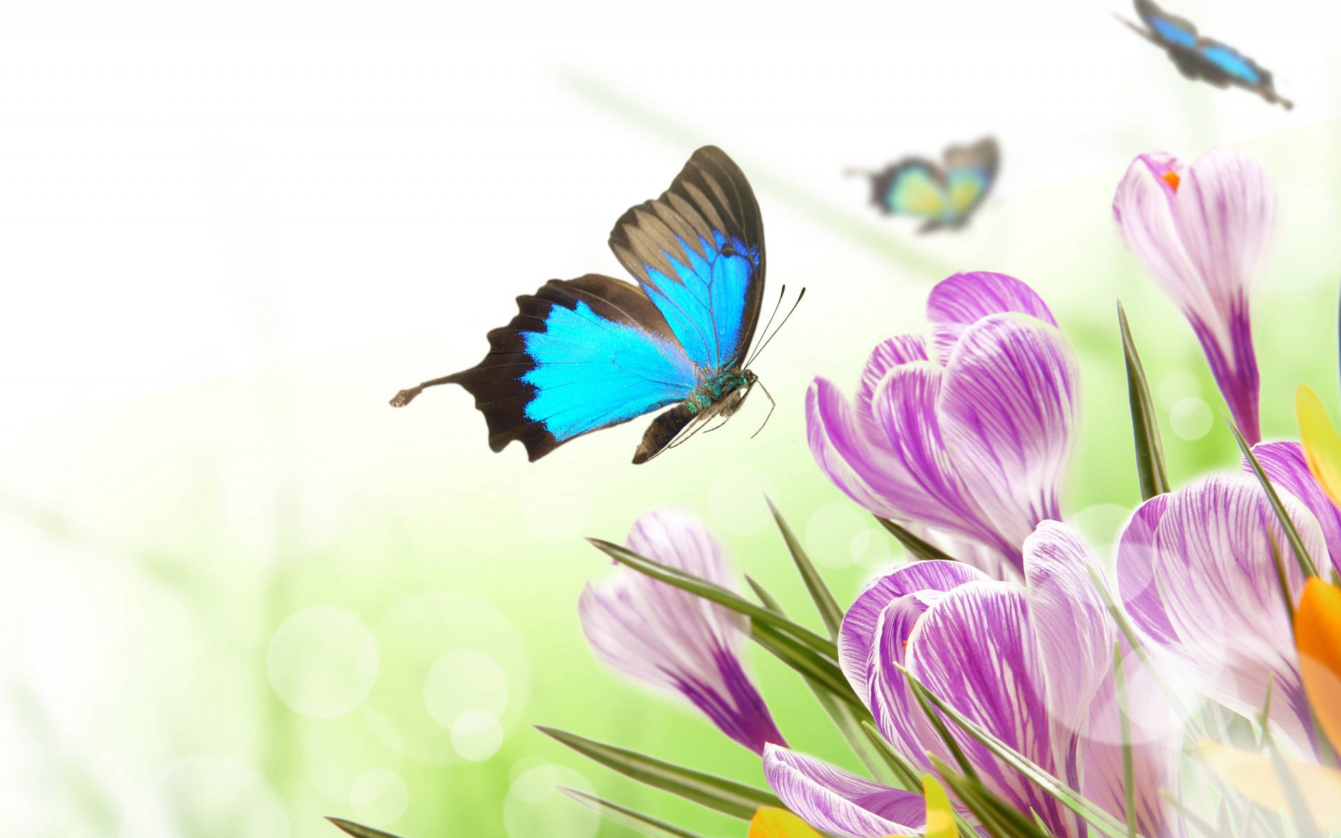 Blue Butterfly Purple Flowers Wallpaper