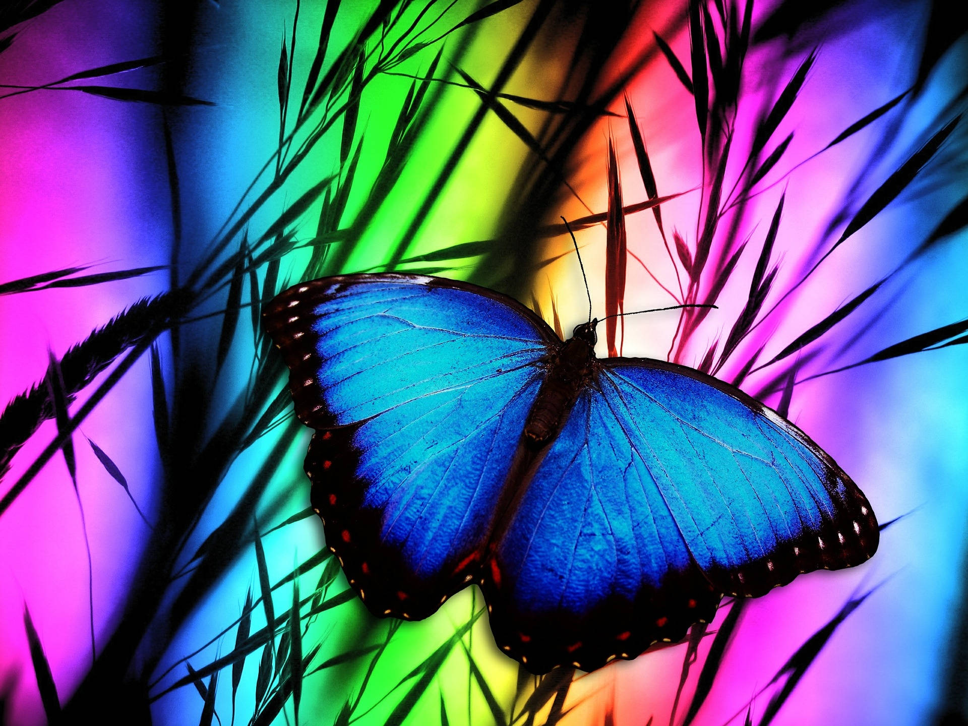 Blue Butterfly Rainbow Wallpaper