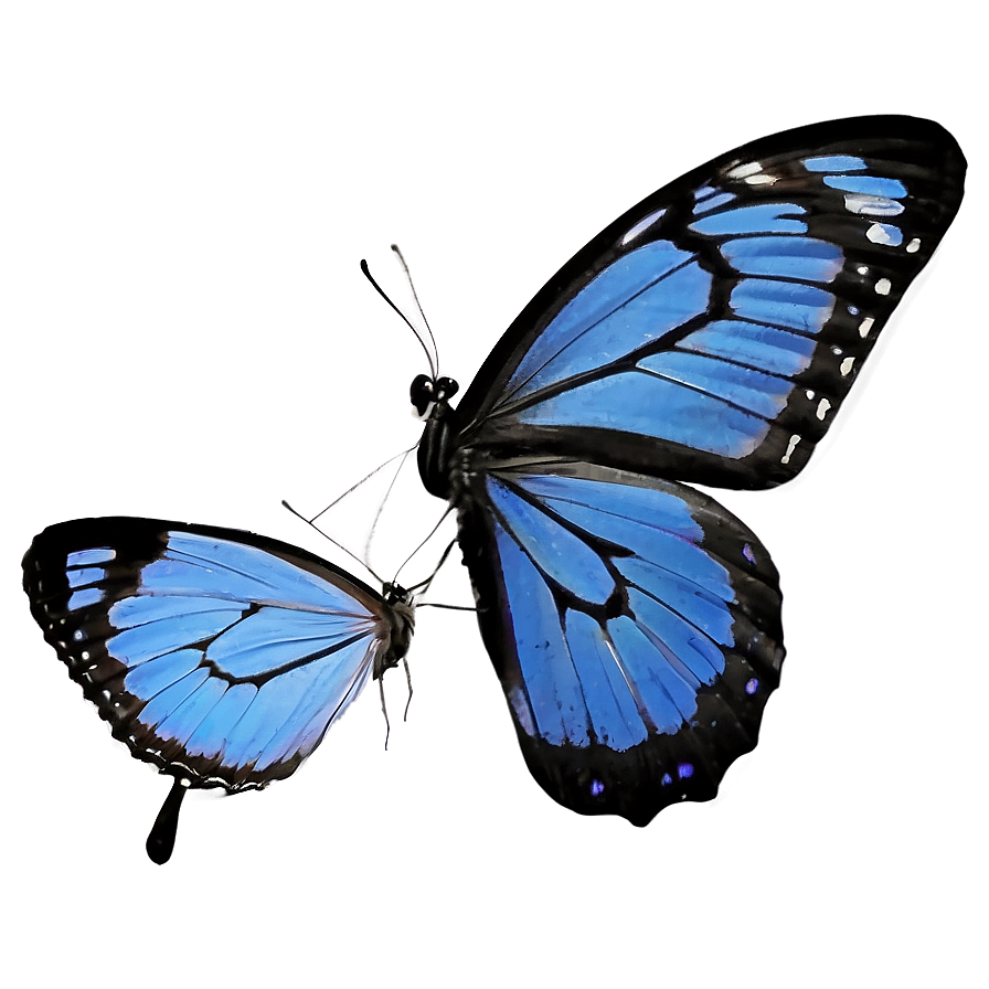 Blue Butterfly Silhouette Png 05212024 PNG