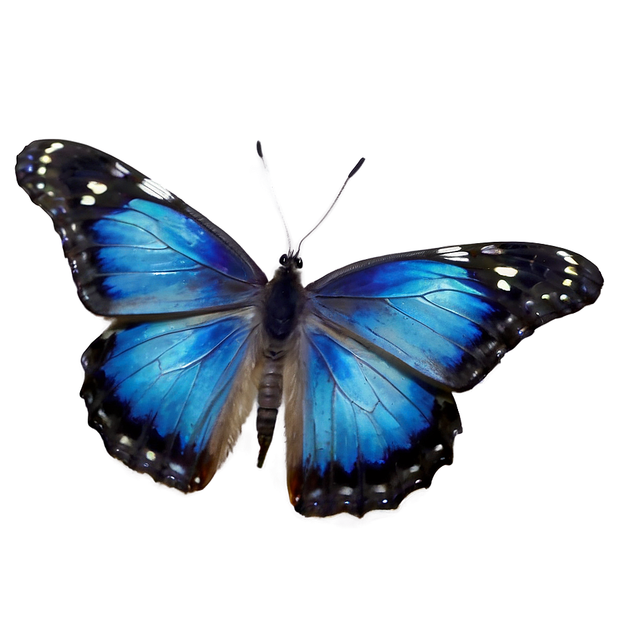 Blue Butterfly Transparent Background Png 99 PNG
