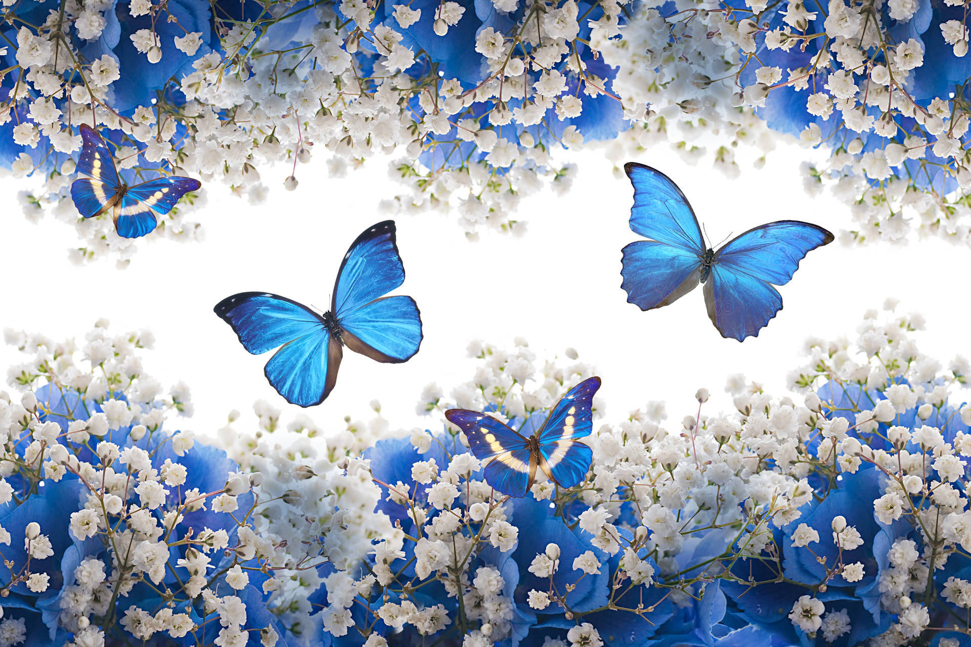 Blue Butterfly White Flowers Wallpaper