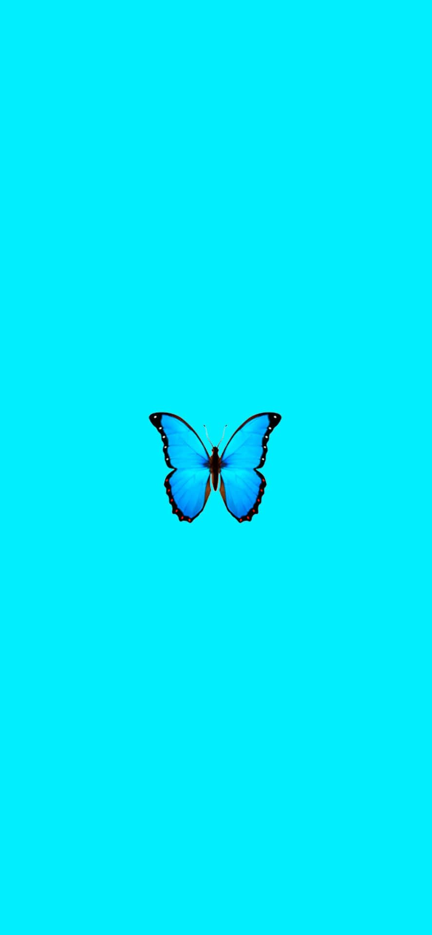 Blue Butterflyon Aqua Background Wallpaper