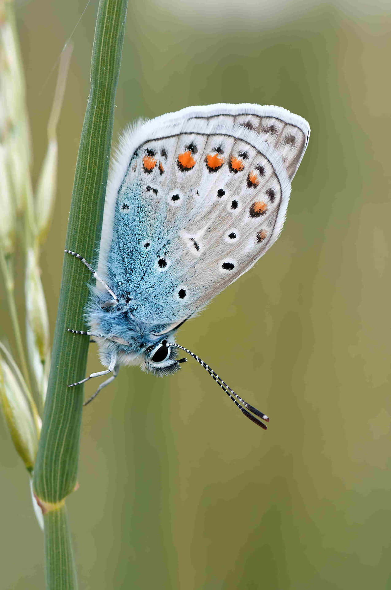 Blue Butterflyon Grass Blade Wallpaper