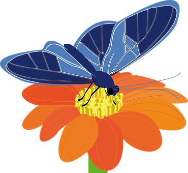 Blue Butterflyon Orange Flower PNG