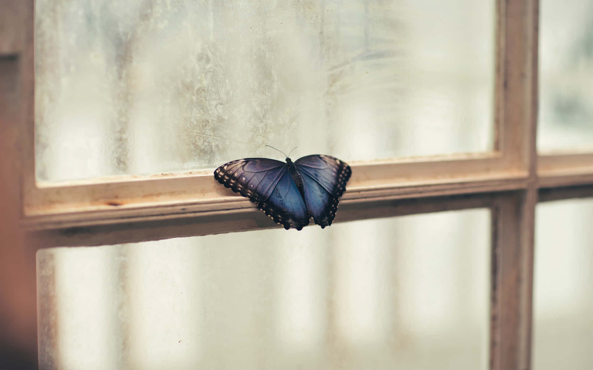 Blue Butterflyon Windowpane Wallpaper