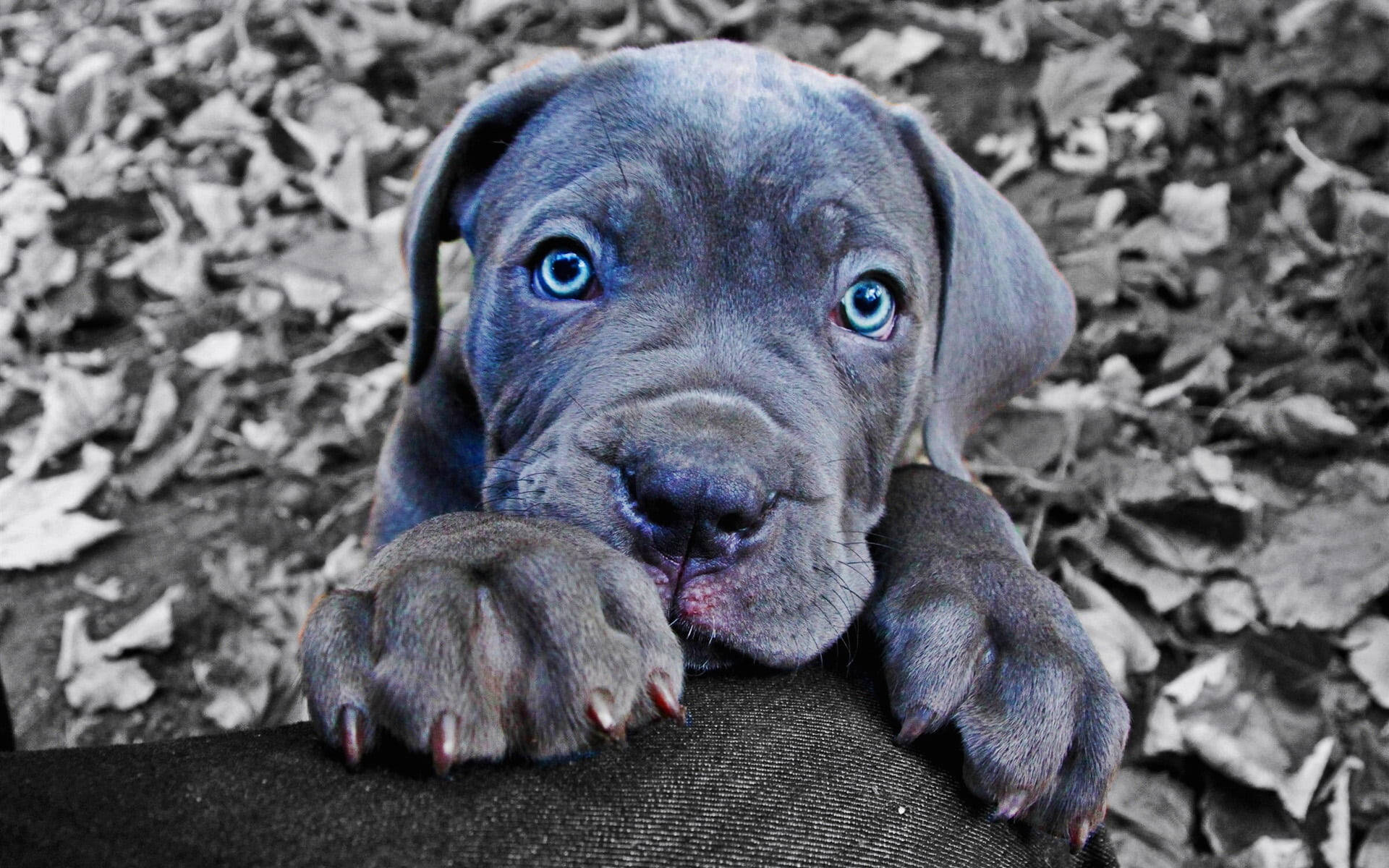 Blue Cane Corso Puppy Wallpaper