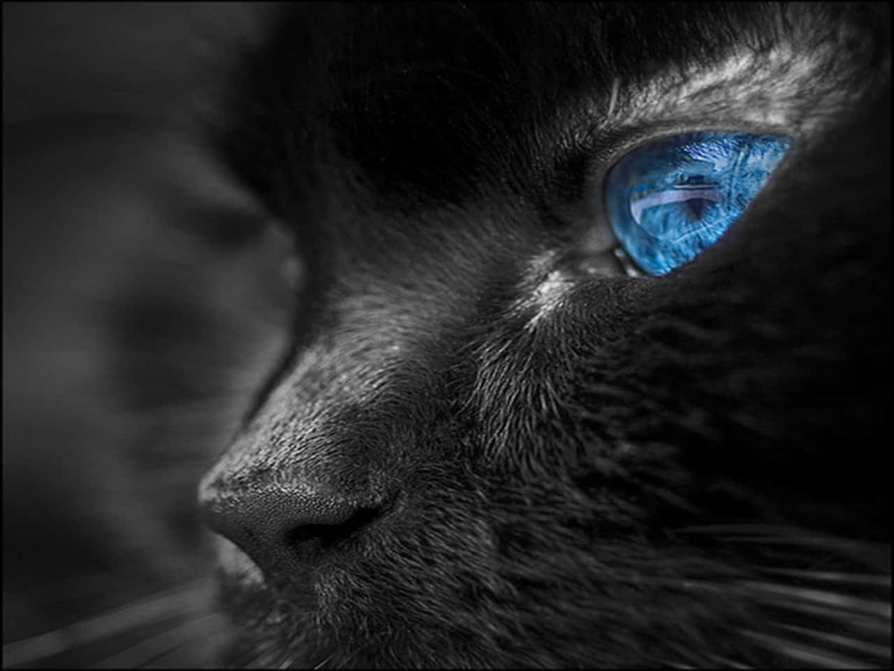 Blue Cat Eyes Black Cat Background
