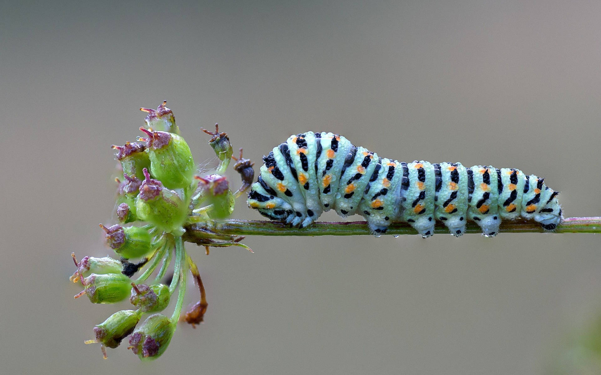 Blue Caterpillar On A Flower Wallpaper