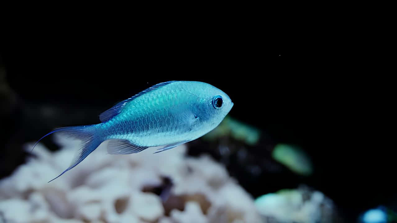 Blue Chromis Fish Aquarium Wallpaper