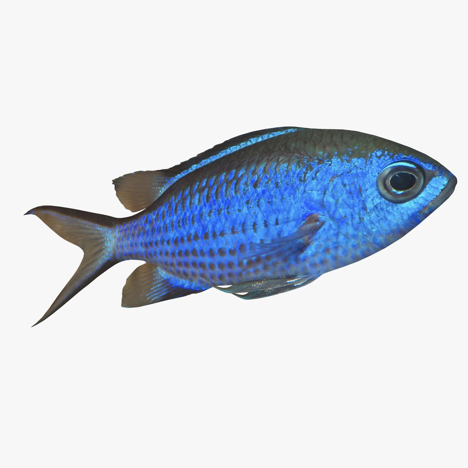 Blue Chromis Fish Isolated Wallpaper