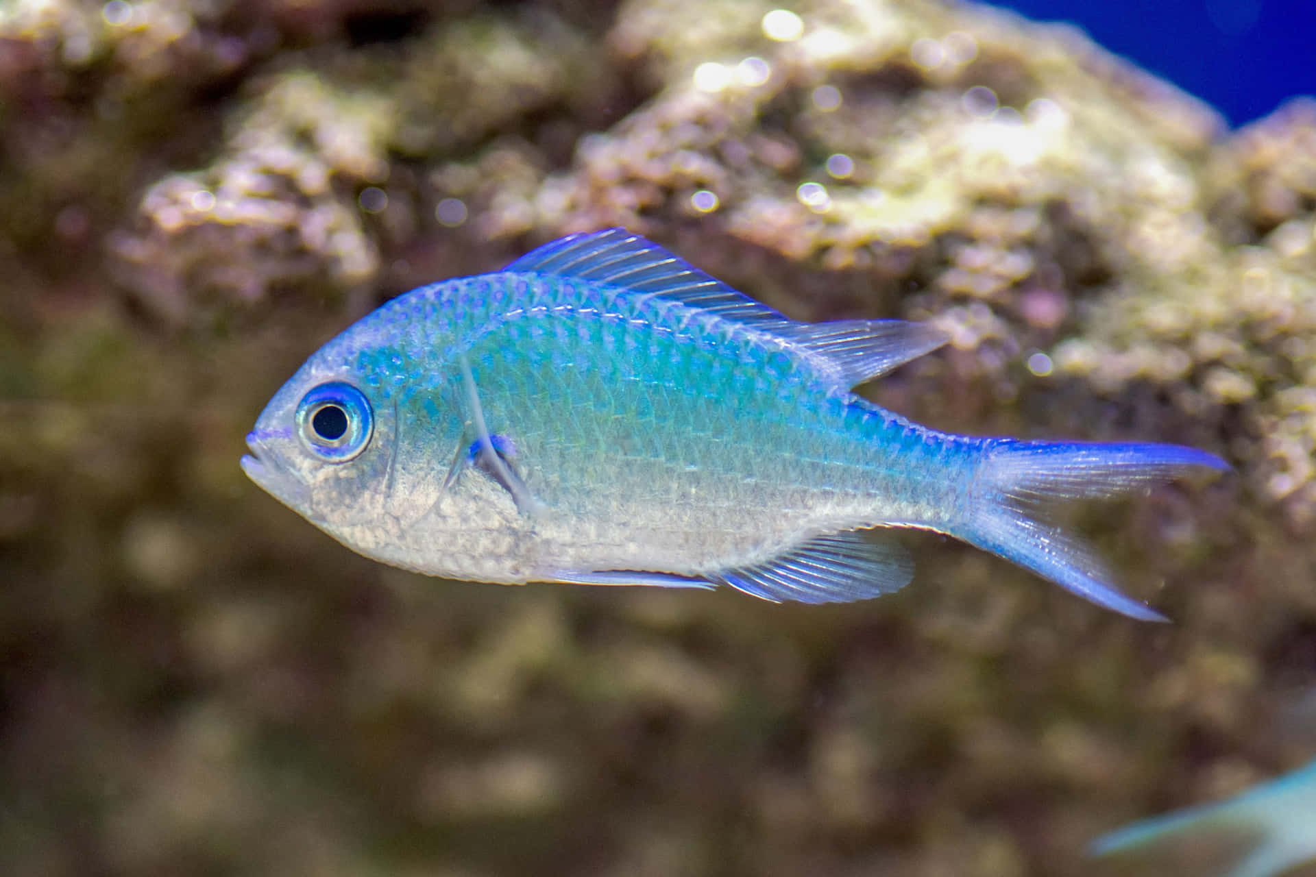 Blue Chromis Fish Swimming Wallpaper