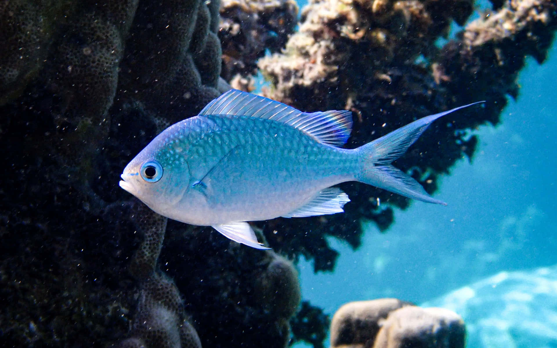 Blue Chromis Reef Fish Wallpaper