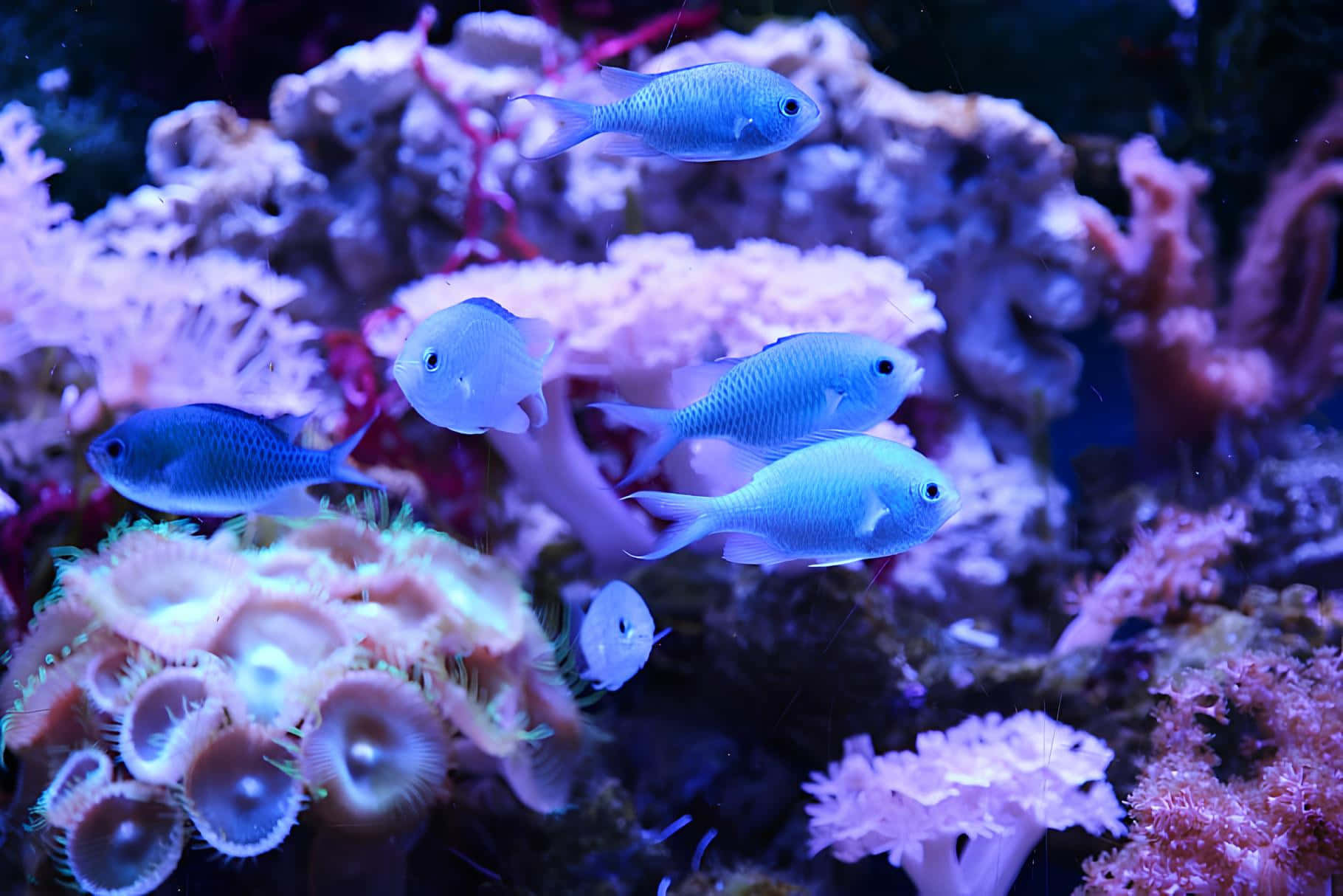Blue Chromis Reef Fish Wallpaper