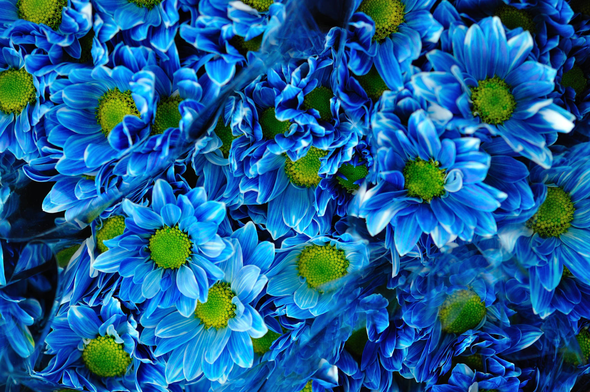 Blå Chrysanthemum Blomst Buketter Wallpaper