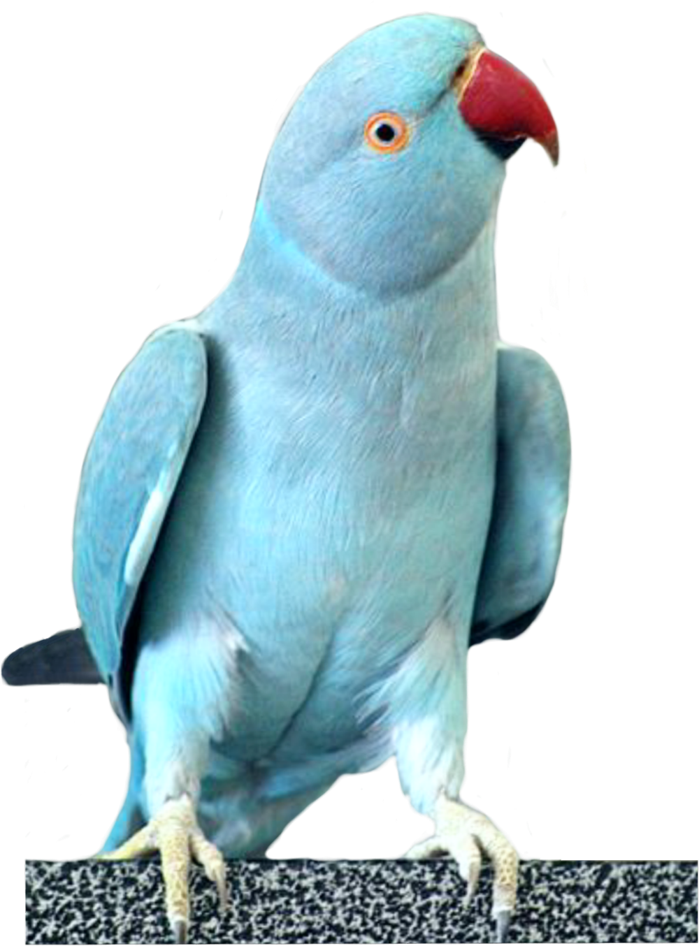 Blue Cockatoo Portrait PNG