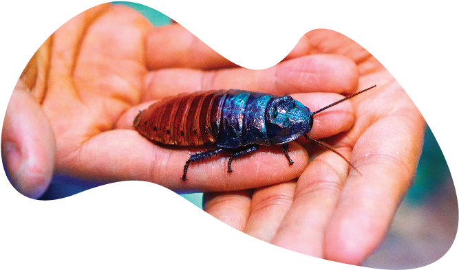 Blue Cockroachon Human Hand PNG