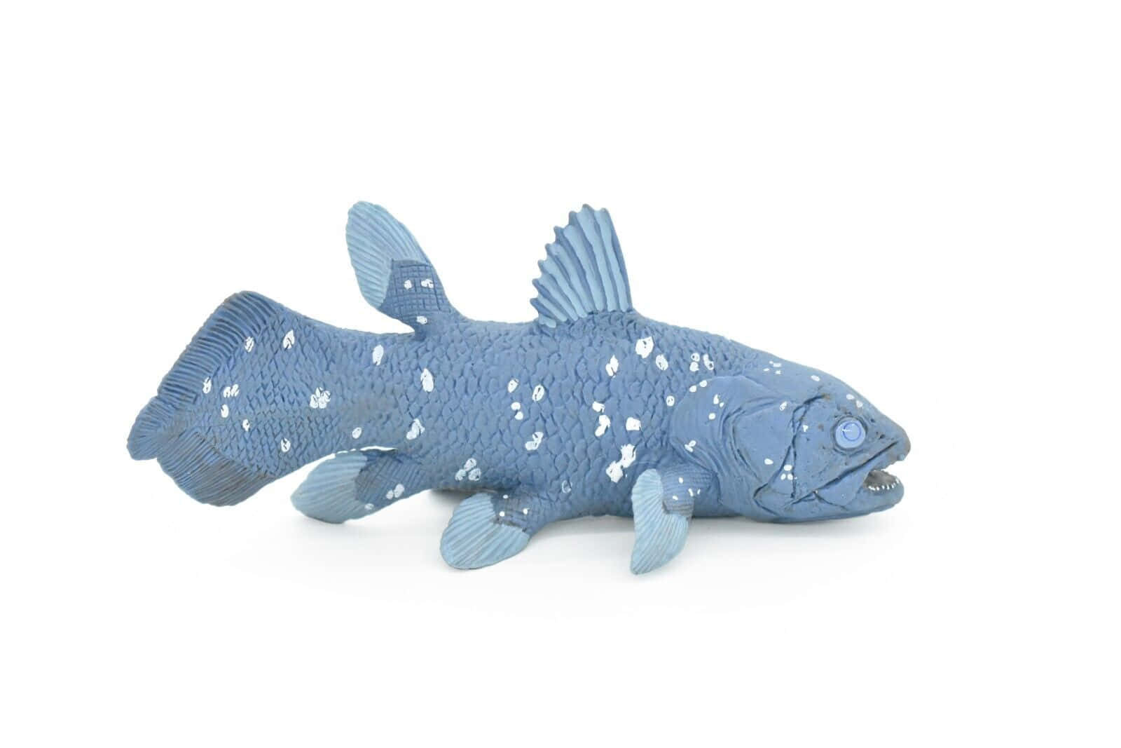 Blue Coelacanth Modelon White Background Wallpaper