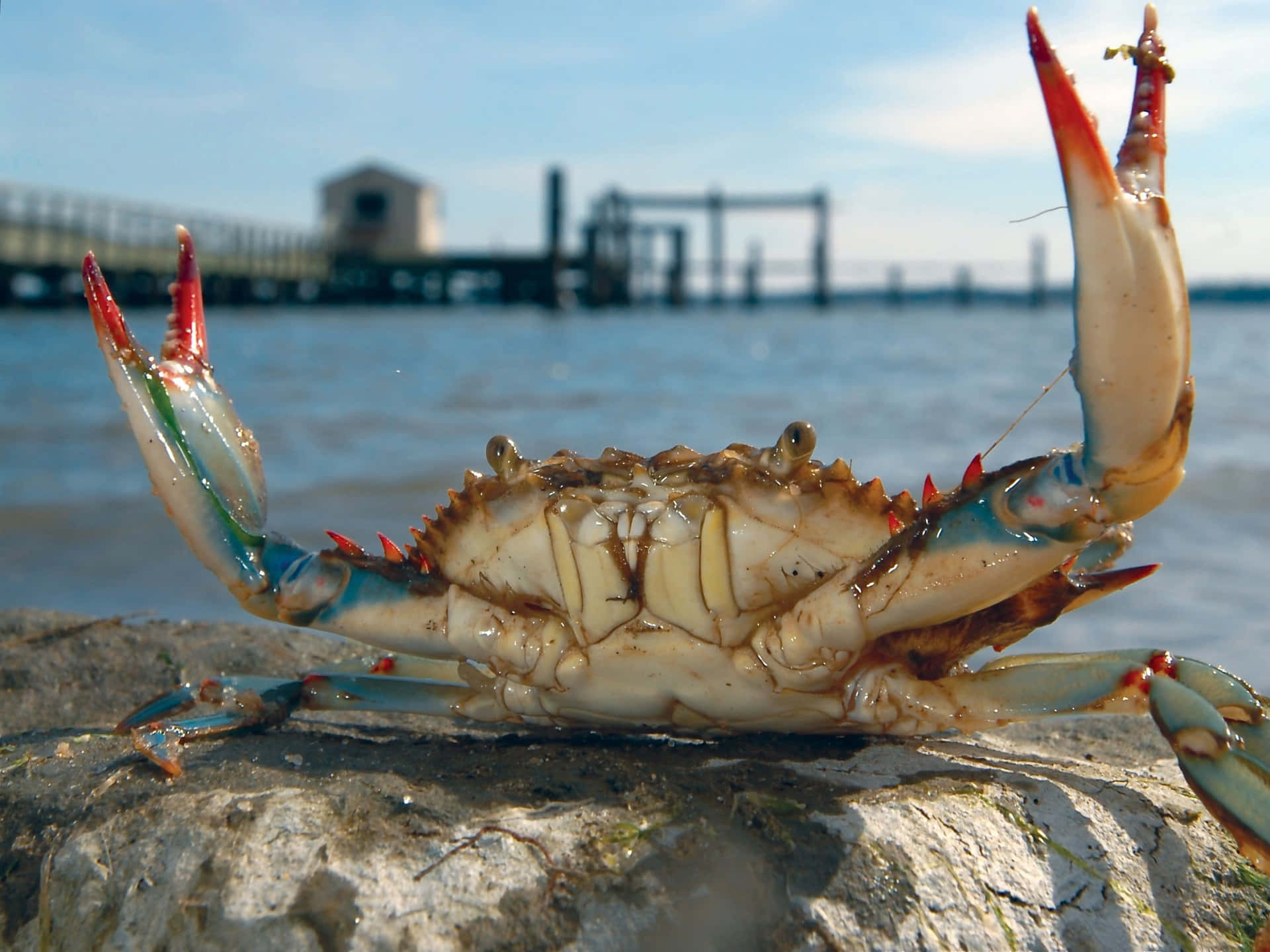 Blauwe Krab Verdedigingshouding Achtergrond