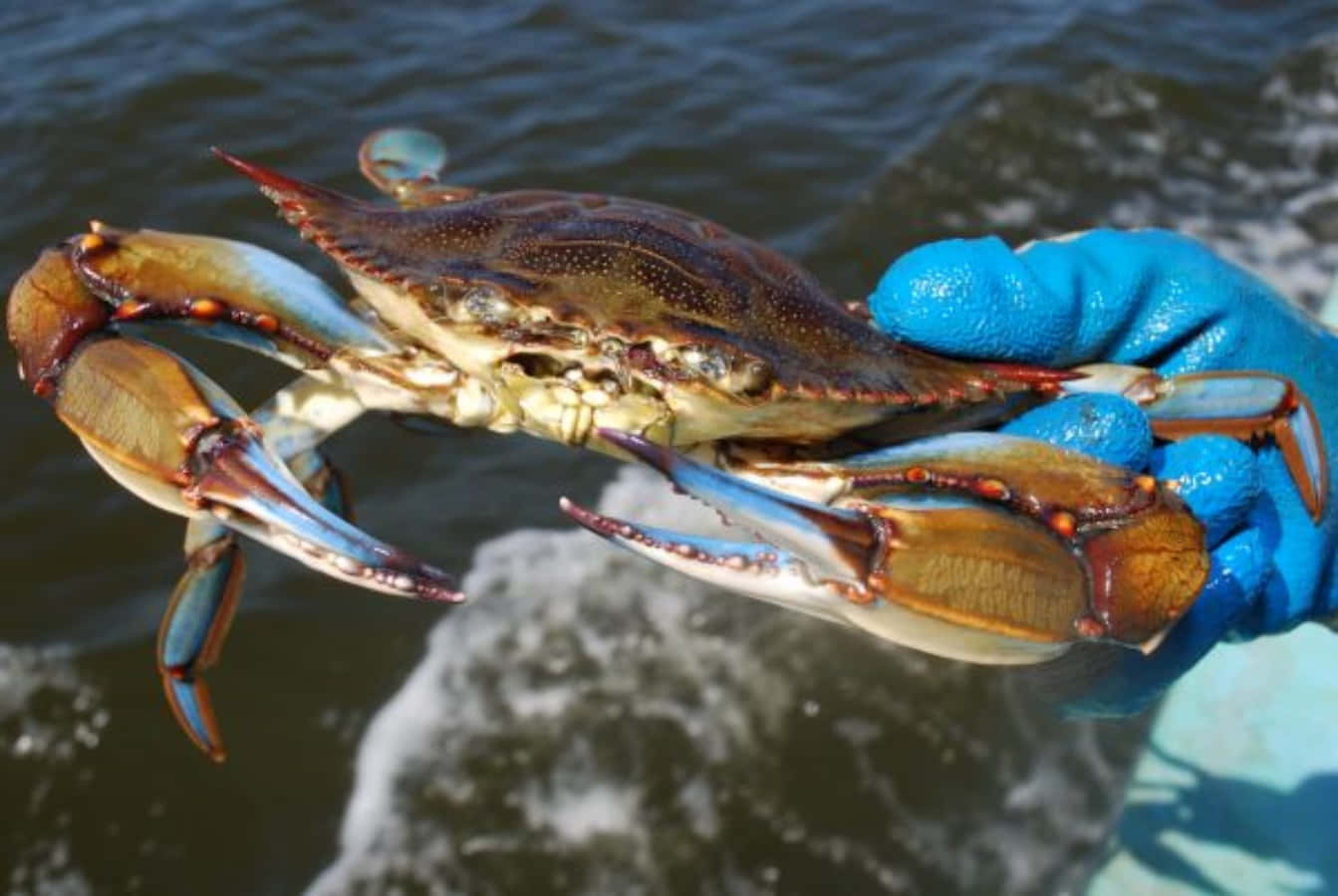 Blue Crab In Close-up Wallpaper
