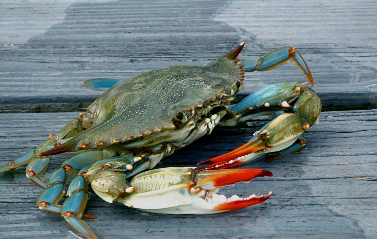 Blauwe Krab In Zijn Natuurlijke Omgeving Achtergrond