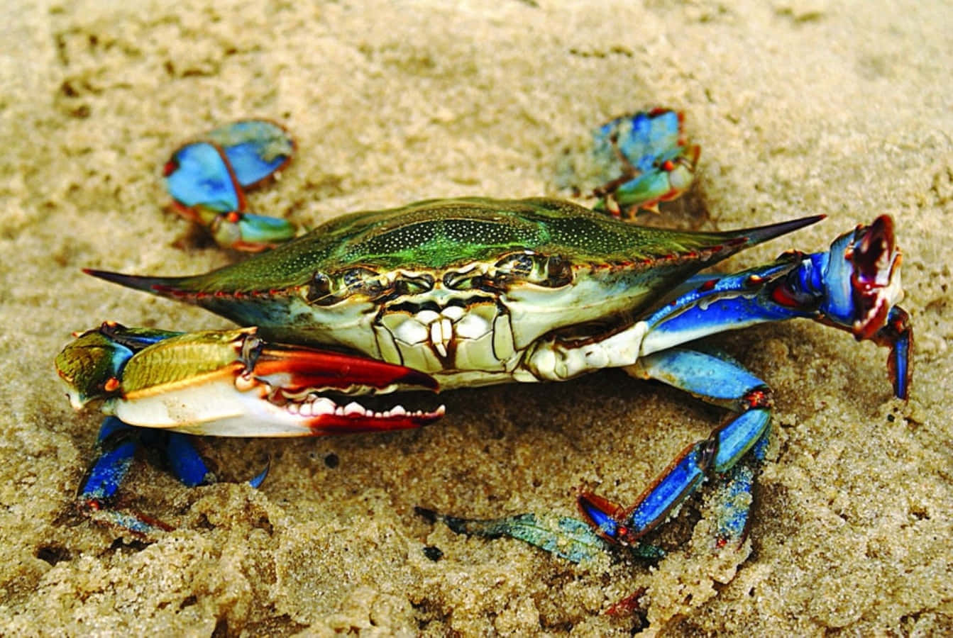 Blue Crab In Its Natural Habitat Wallpaper