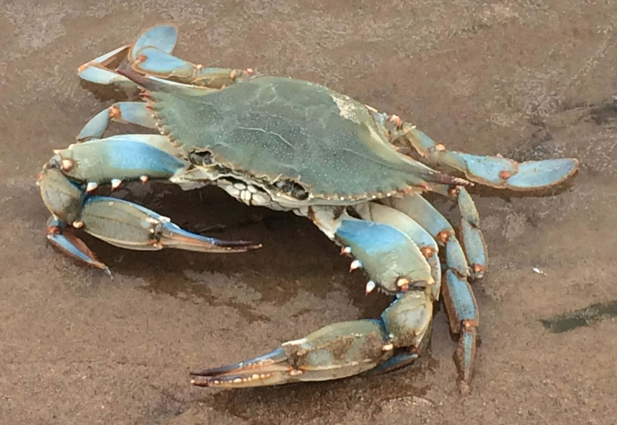 Blue Crab In Natural Habitat Wallpaper