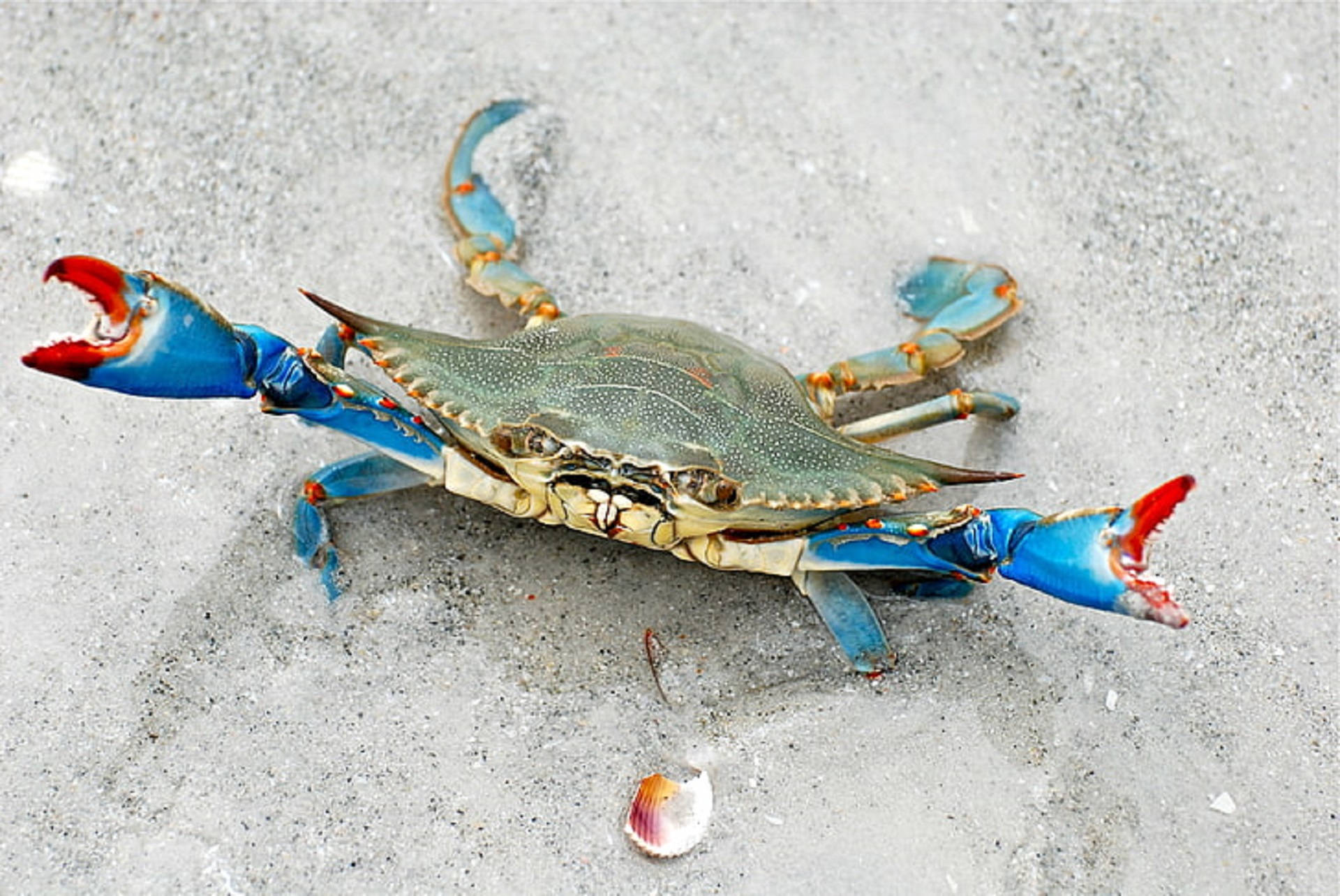 Blue Crab In Sand Wallpaper