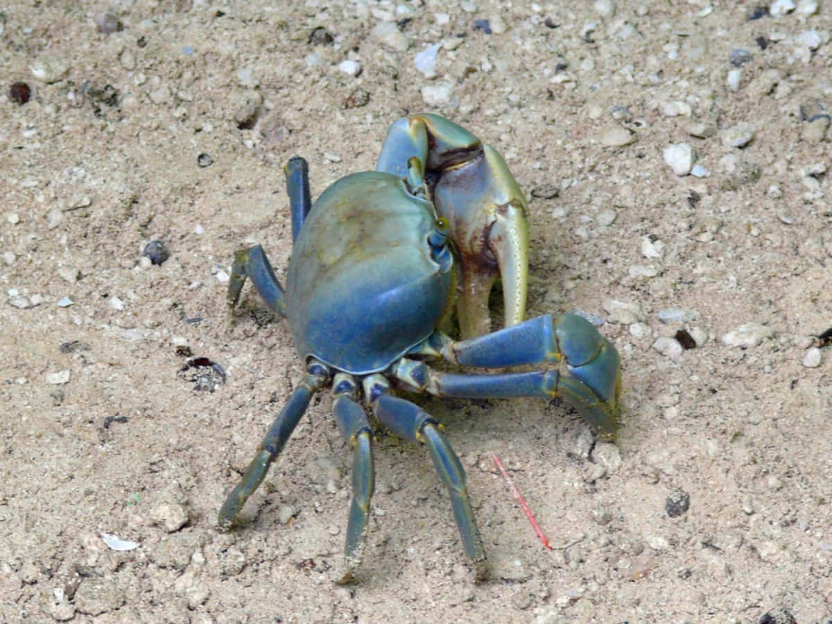 Blue Crab On Sand Wallpaper