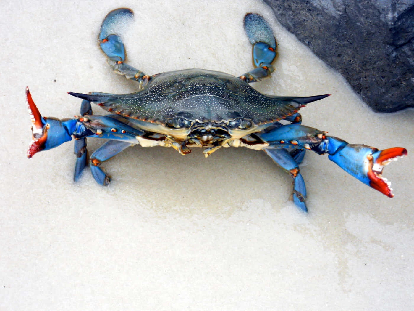 Blue Crab On Sand Wallpaper