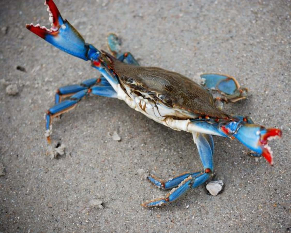 Blue Crab On Seashore Wallpaper