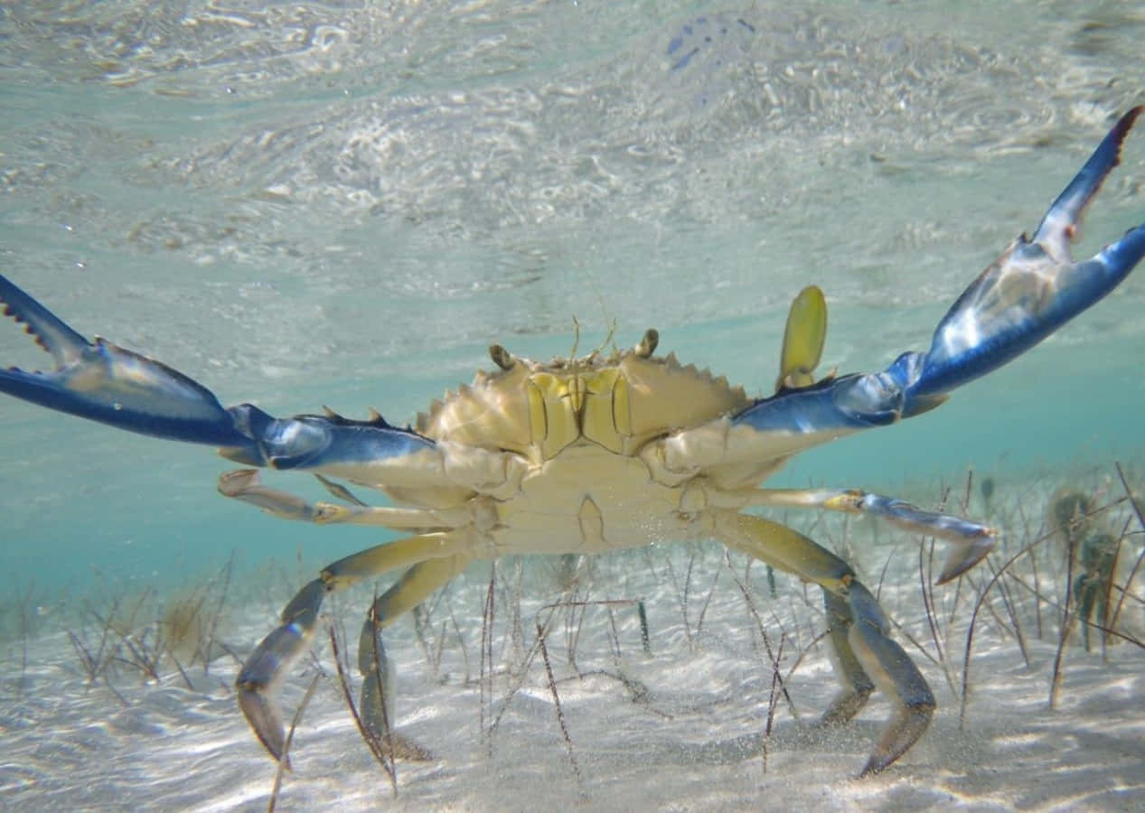 Blue Crab Underwater Defense Pose Wallpaper