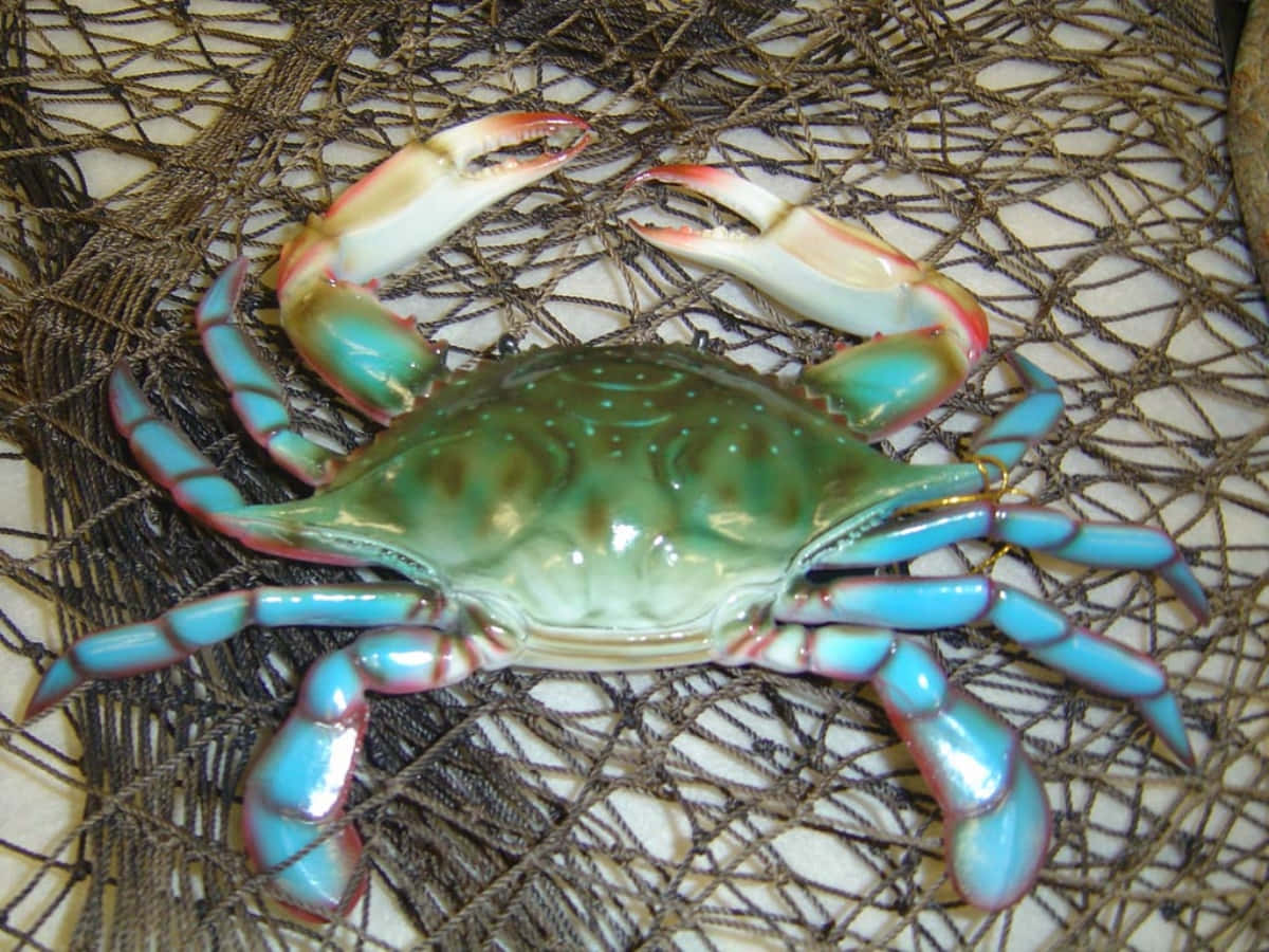 Blue Crabon Fishing Net.jpg Wallpaper