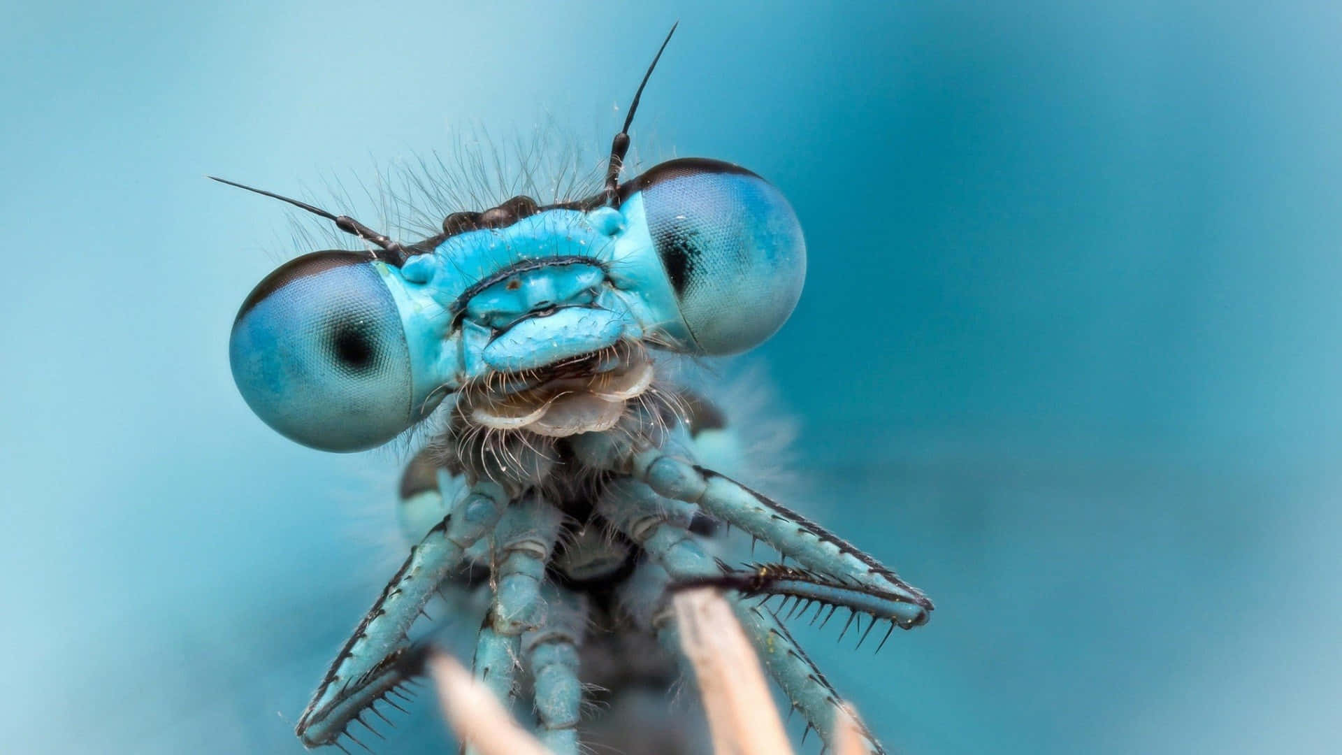 Blue Cute Insects Wallpaper