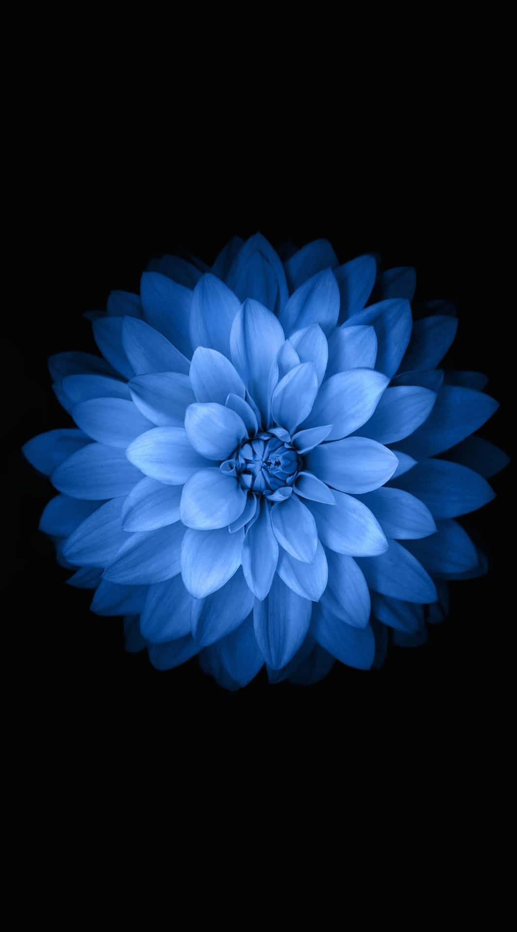 Dahlia Bleu Sur Fond Noir Fond d'écran