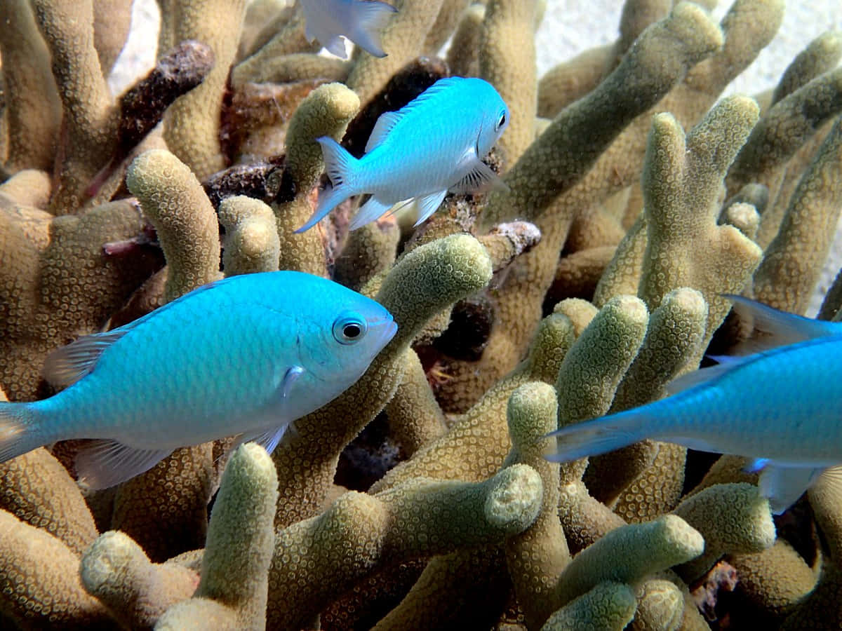 Blue Damselfish Coral Reef Wallpaper