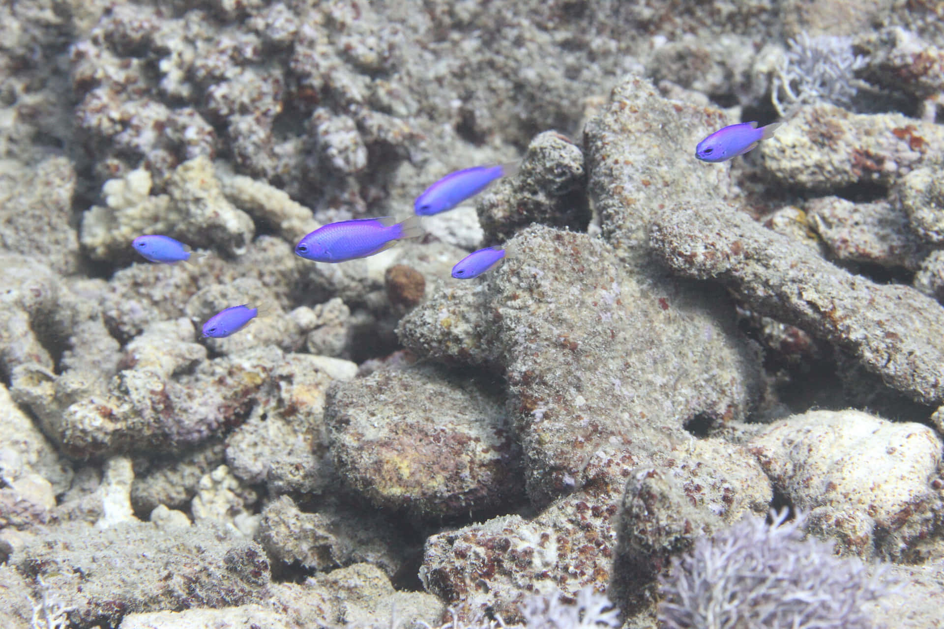Blue Damselfish Coral Reef Swim Wallpaper