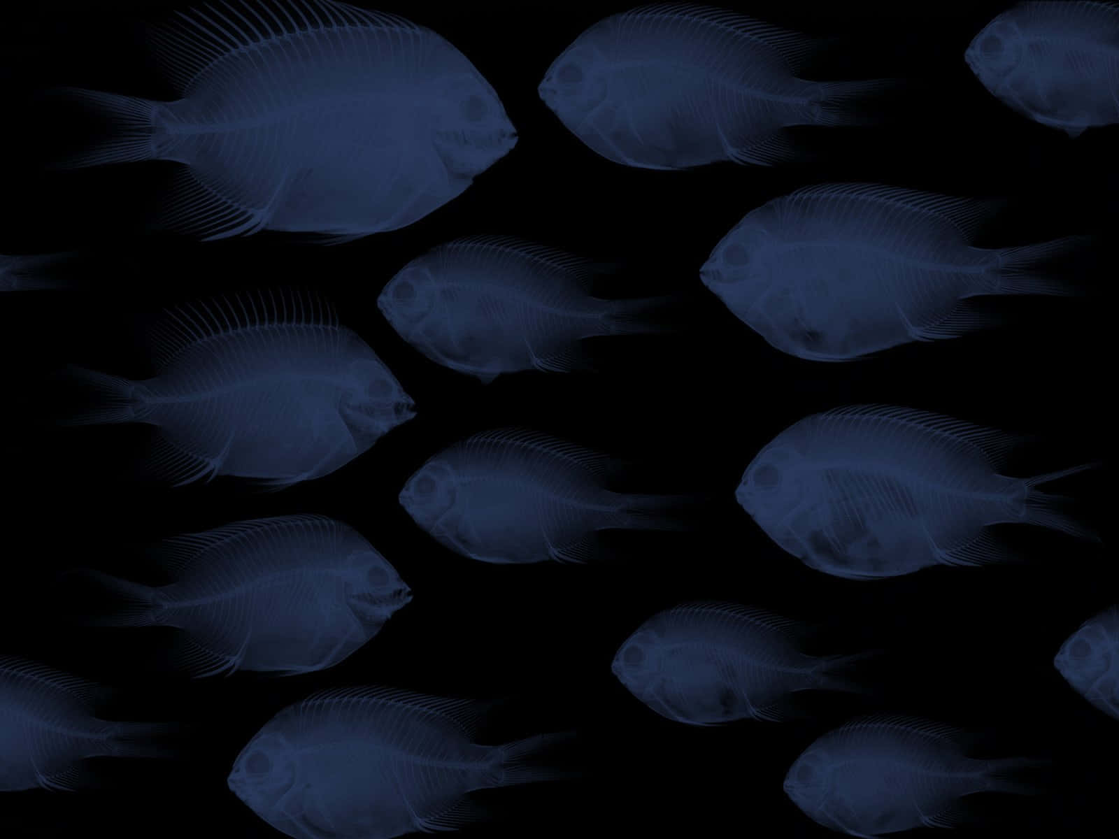 Blue Damselfish Xray Style Wallpaper