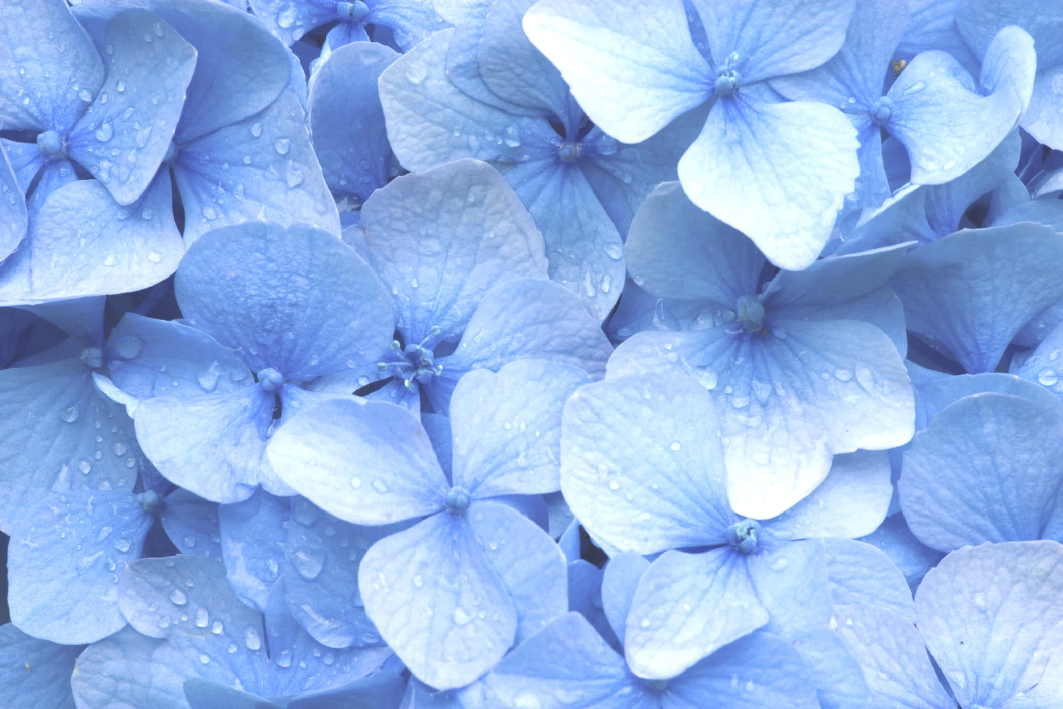 Serene Blue Gradient Desktop Background