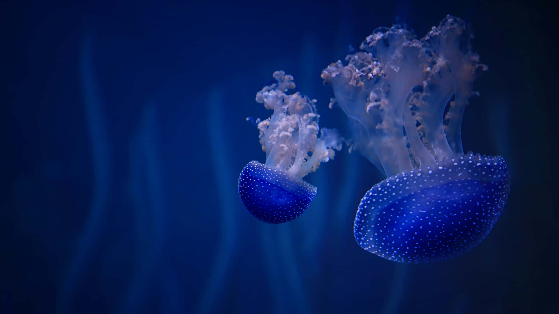 Two Jellyfish Swimming In The Ocean Wallpaper