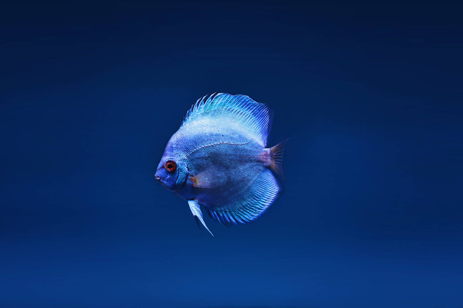 Blå Discus 4K Ultra HD Fisk Tapet Wallpaper