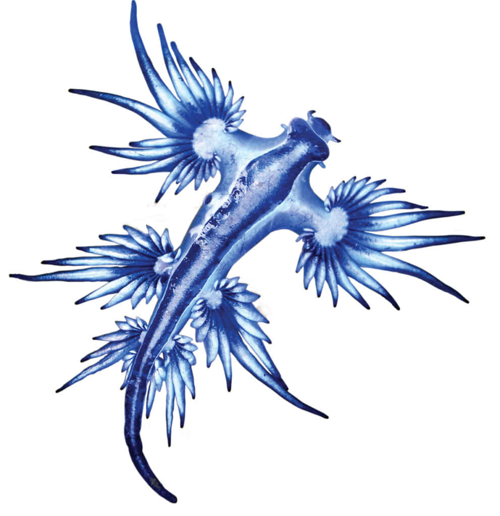 Blue Dragon Sea Slug Wallpaper