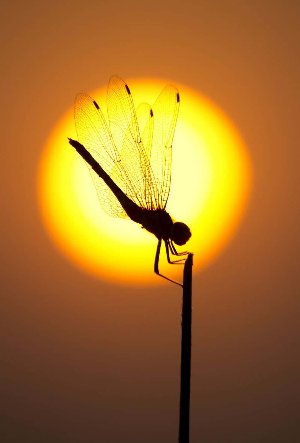 A beautiful dream-like blue dragonfly in the sky Wallpaper