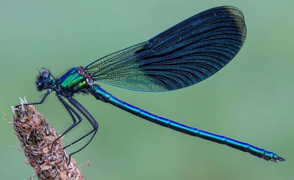 A Blue Dragonfly Enjoys the Summer Weather Wallpaper