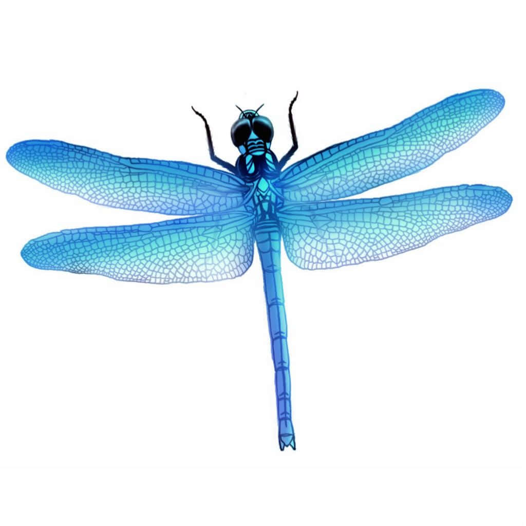 Glistening Blue Dragonfly Wallpaper