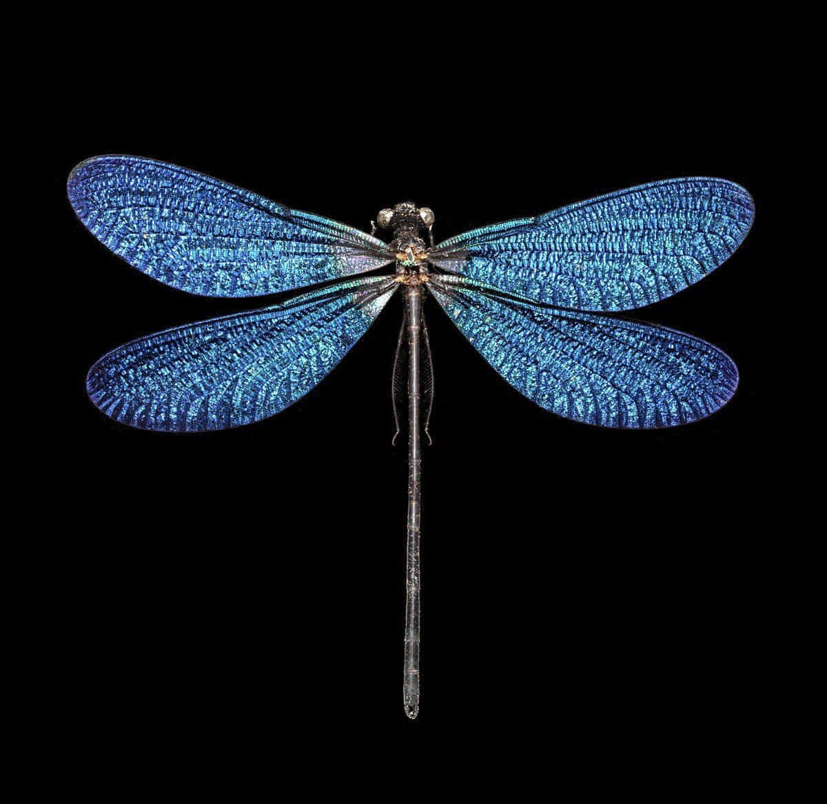 Colorful Blue Dragonfly Wallpaper