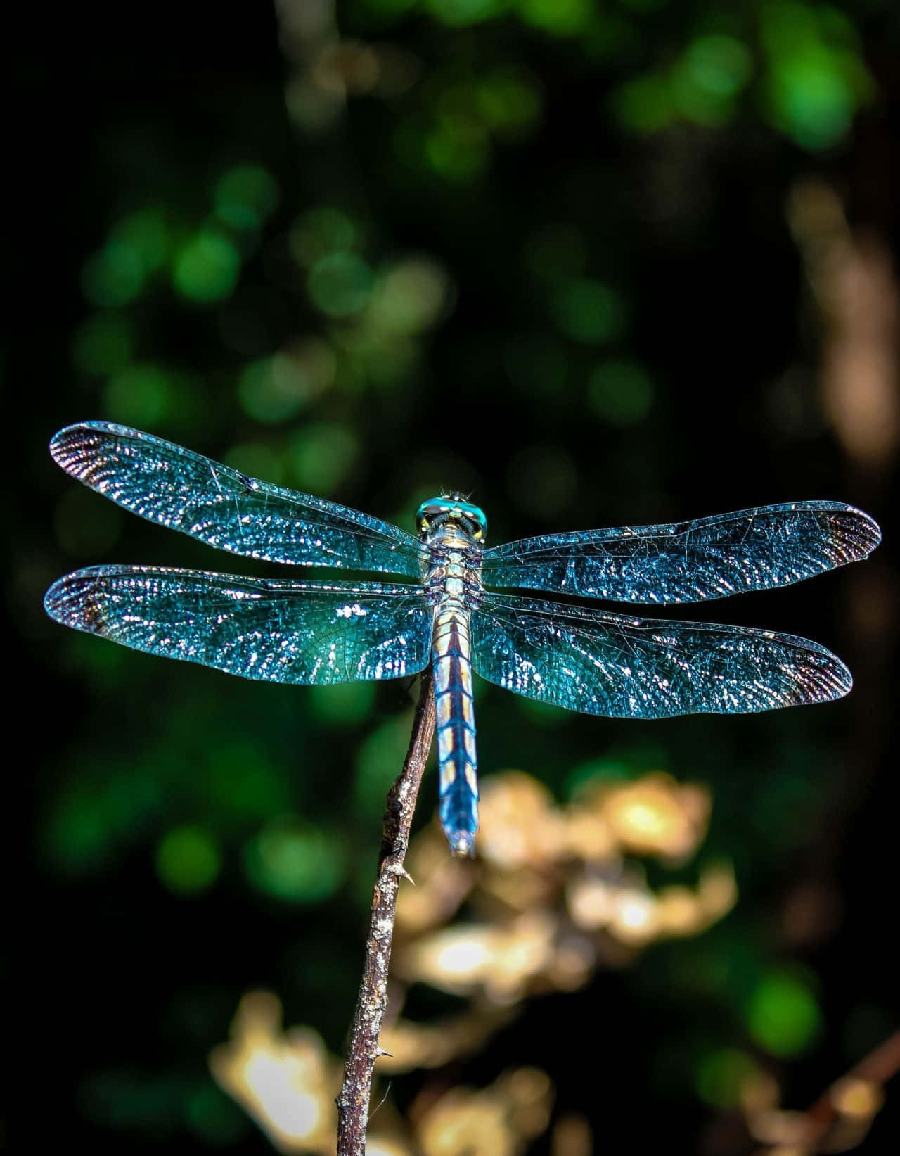 An elegant blue dragonfly in its natural habitat Wallpaper
