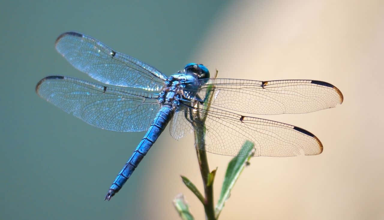 A stunning, brightly colored blue dragonfly perched on a leaf. Wallpaper