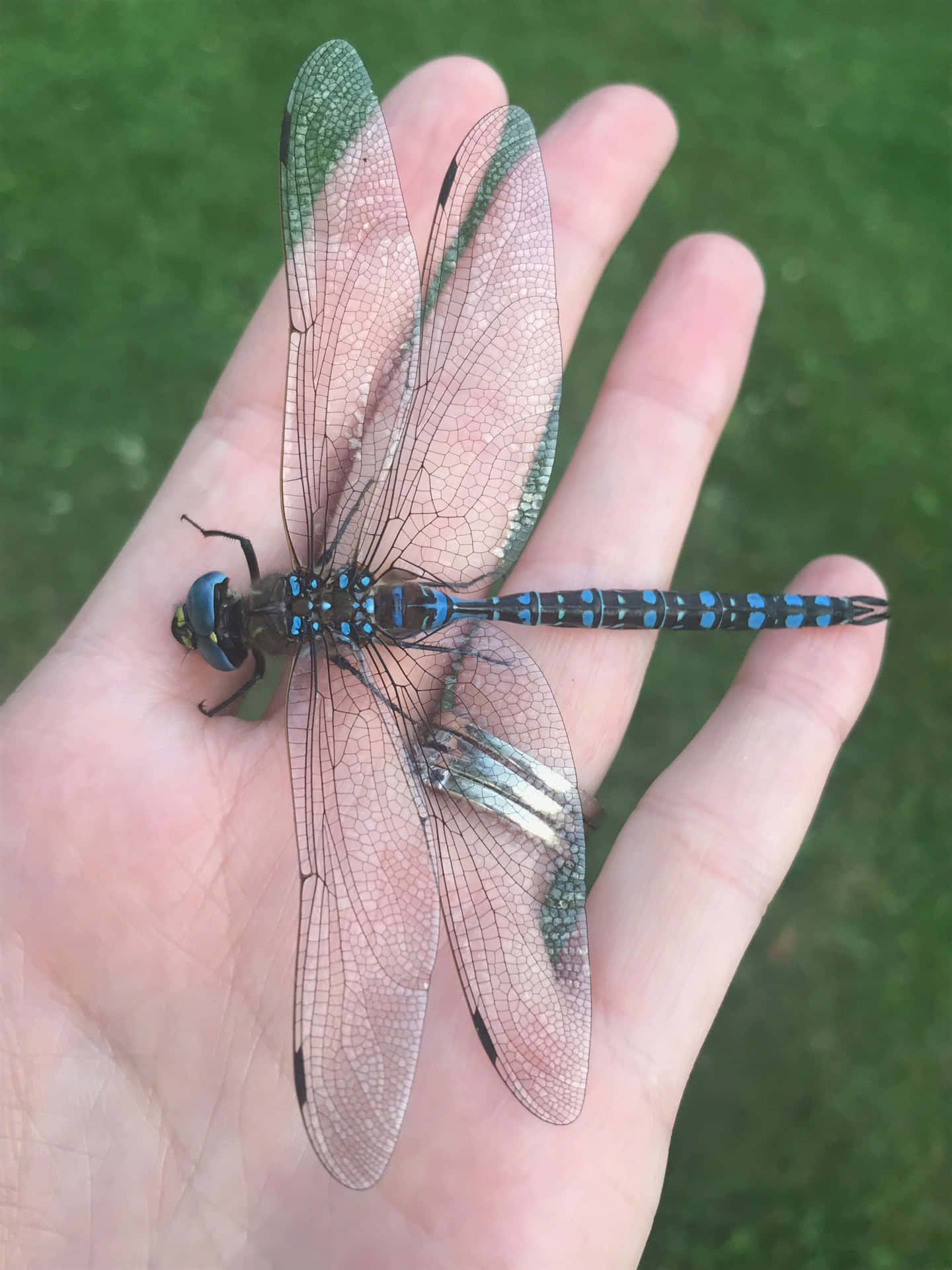 Beautiful Blue Dragonfly Spreads Its Wings Wallpaper