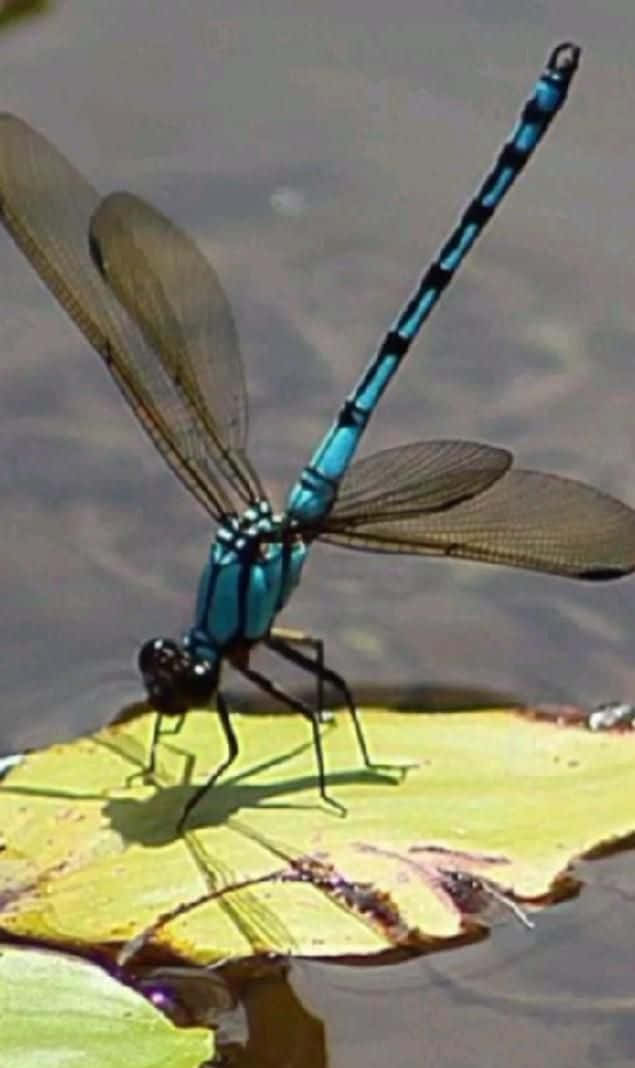 "Elegant Blue Dragonfly" Wallpaper