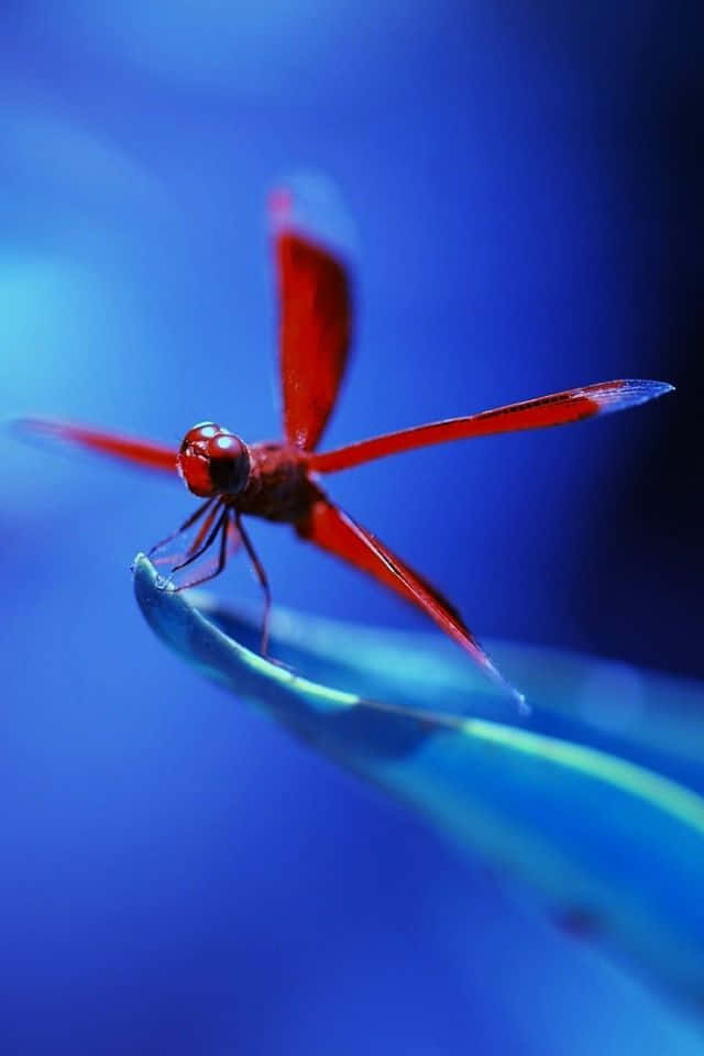 Image  Blue Dragonfly Standing on a Blossom Wallpaper